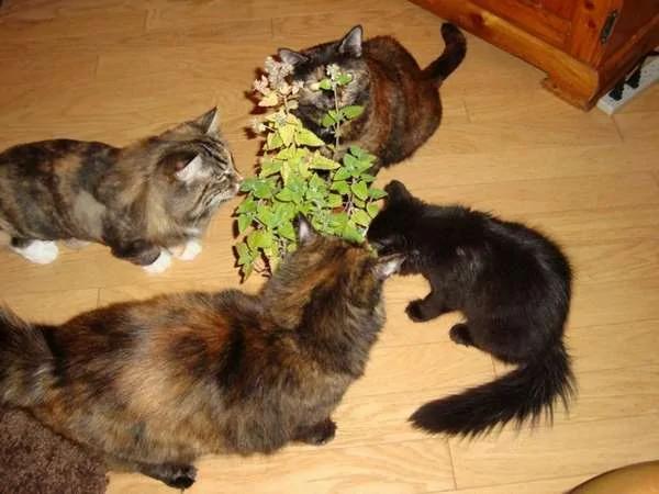 当地居民为了驱蚊而种了“猫薄荷” 没想到隔天早上社区的猫星人们全都high翻天了…
