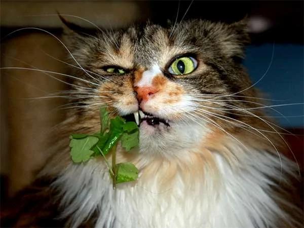 当地居民为了驱蚊而种了“猫薄荷” 没想到隔天早上社区的猫星人们全都high翻天了…