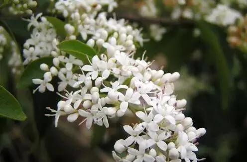 春节哪些花不能买?春节买花禁忌