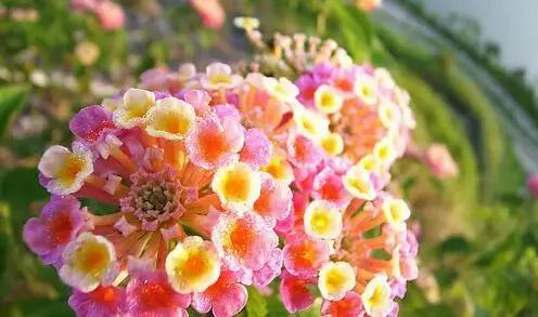 春节哪些花不能买?春节买花禁忌
