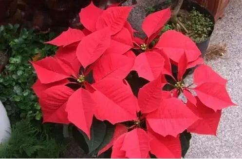 春节哪些花不能买?春节买花禁忌