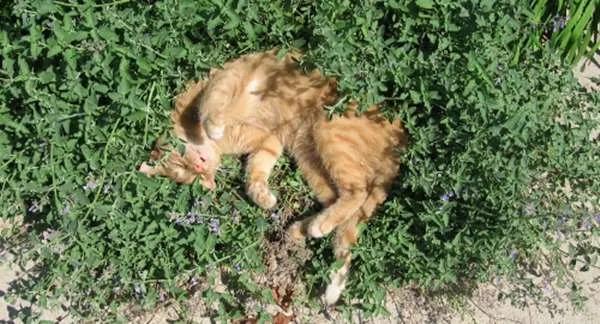 为驱蚊种了“猫薄荷” 隔天的猫咪都high翻天了…