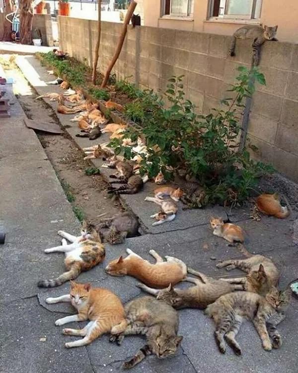 为驱蚊种了“猫薄荷” 隔天的猫咪都high翻天了…