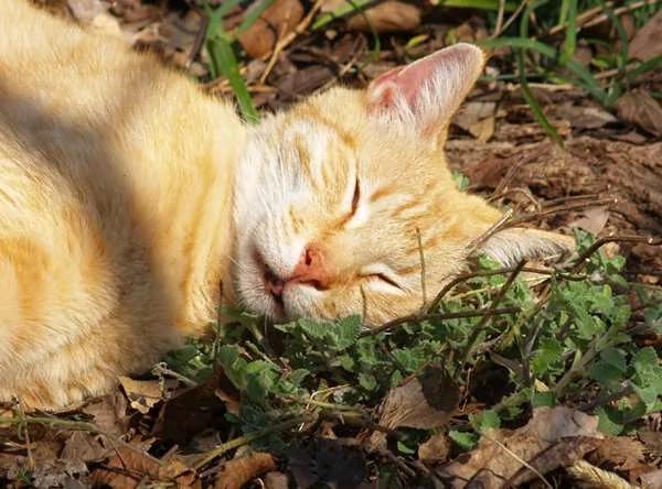 为驱蚊种了“猫薄荷” 隔天的猫咪都high翻天了…