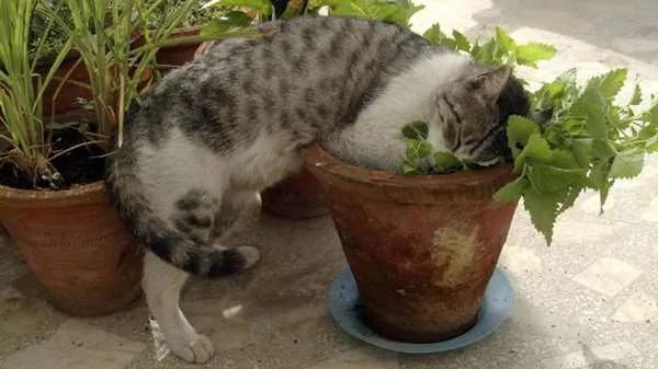 为驱蚊种了“猫薄荷” 隔天的猫咪都high翻天了…