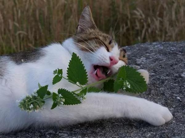 为驱蚊种了“猫薄荷” 隔天的猫咪都high翻天了…