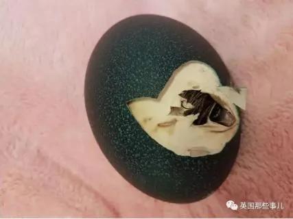 她在网上买了个鸸鹋蛋 在家里孵了47天 还居然真蛋孵出来了!