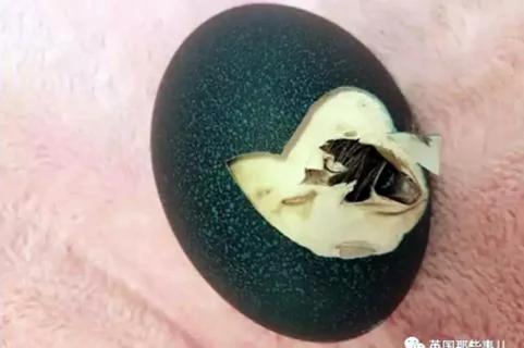 她在网上买了个鸸鹋蛋 在家里孵了47天 还居然真蛋孵出来了!