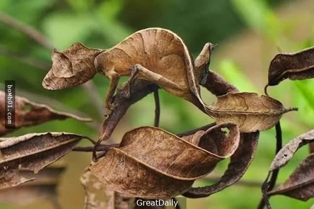 38种“虽然完全没人相信”却真实存在于世界上的生物!
