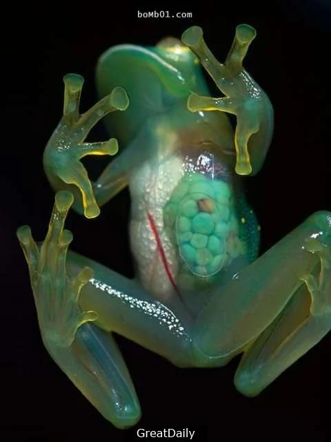 38种“虽然完全没人相信”却真实存在于世界上的生物!