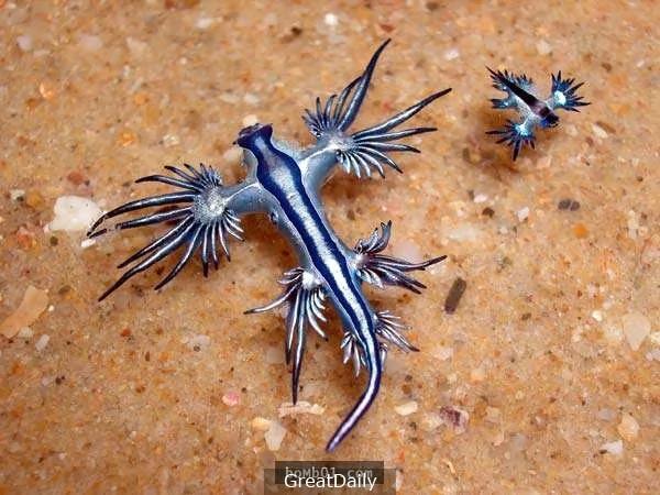 38种“虽然完全没人相信”却真实存在于世界上的生物!