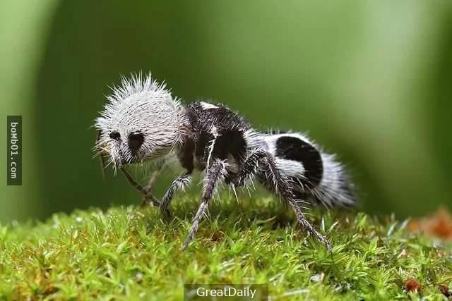 38种“虽然完全没人相信”却真实存在于世界上的生物!