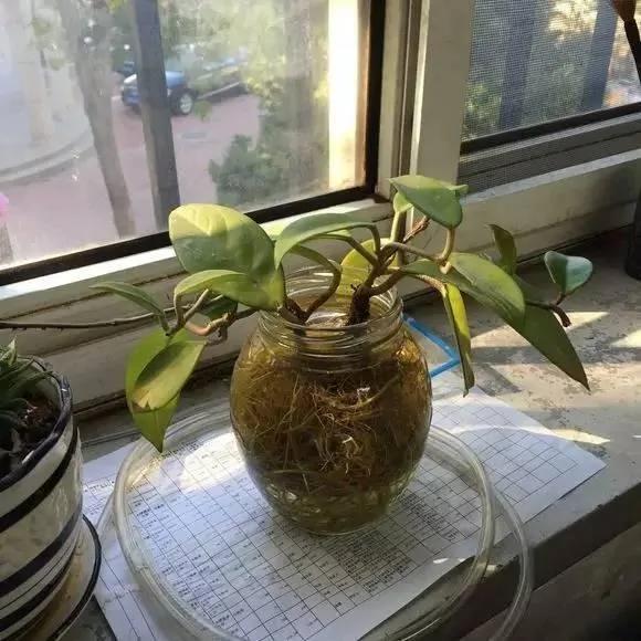 有水就能活!这些植物最适合新手 超级好养