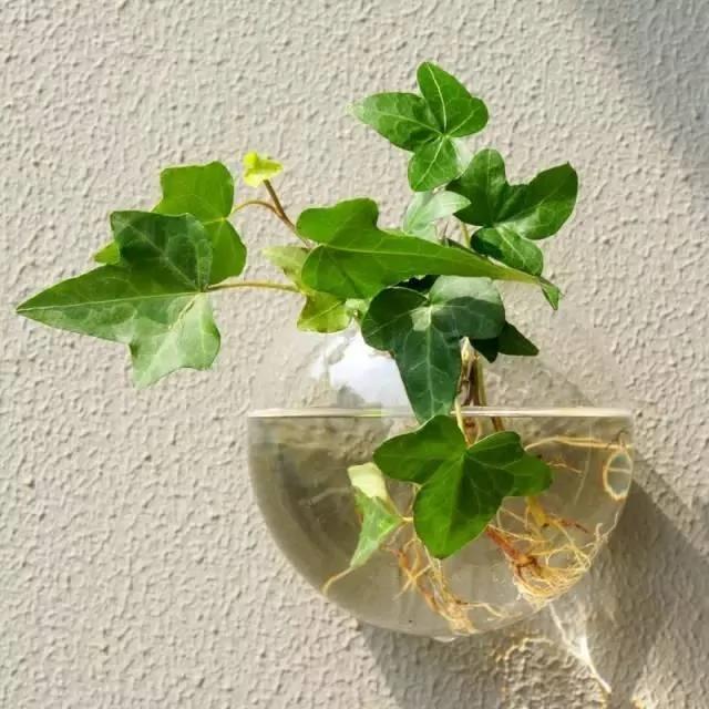 有水就能活!这些植物最适合新手 超级好养