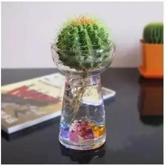 有水就能活!这些植物最适合新手 超级好养