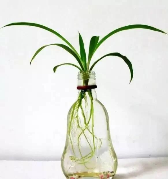 有水就能活!这些植物最适合新手 超级好养