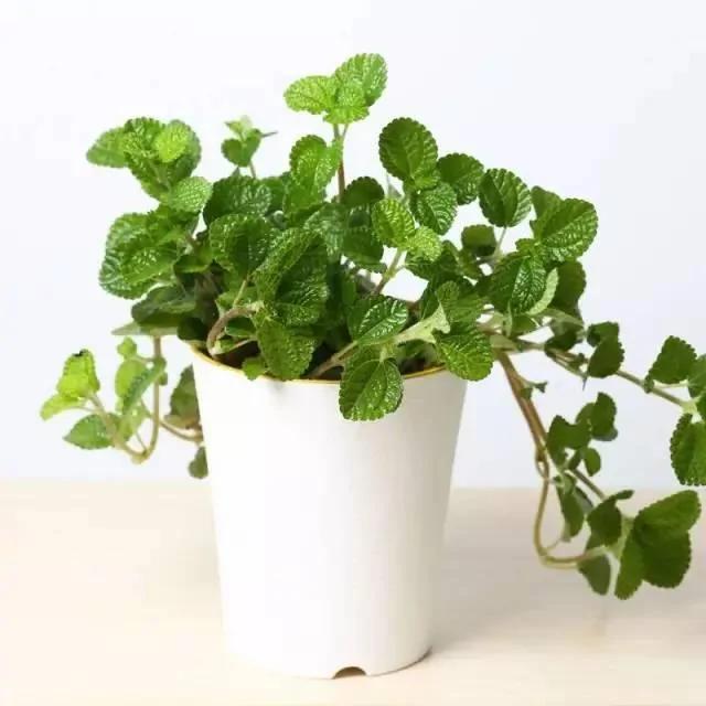 有水就能活!这些植物最适合新手 超级好养