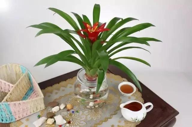 有水就能活!这些植物最适合新手 超级好养