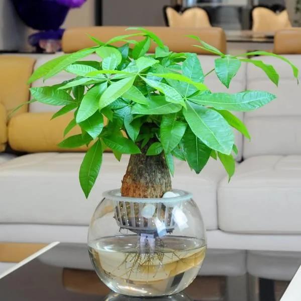 有水就能活!这些植物最适合新手 超级好养