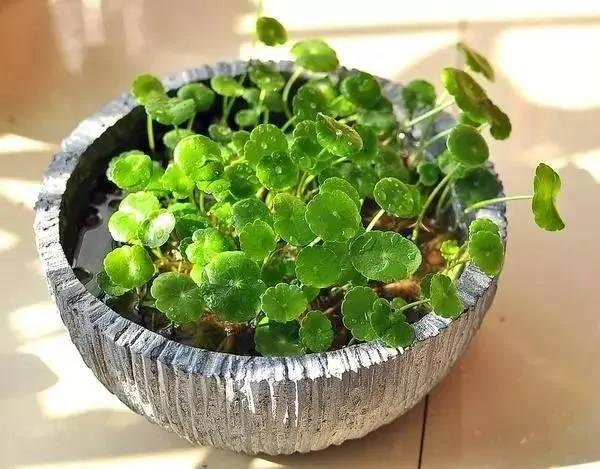 有水就能活!这些植物最适合新手 超级好养