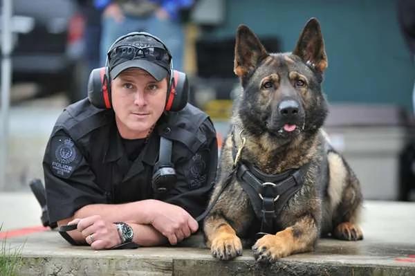 哪些狗狗能当军警犬?哈士奇被揶揄“会跟犯人达成共识” …