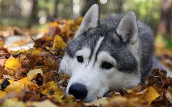 哪些狗狗能当军警犬?哈士奇被揶揄“会跟犯人达成共识” …