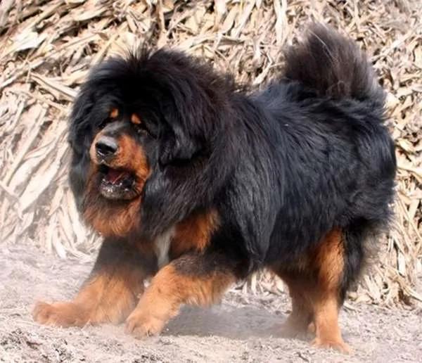 哪些狗狗能当军警犬?哈士奇被揶揄“会跟犯人达成共识” …