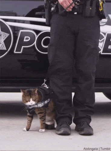哪些狗狗能当军警犬?哈士奇被揶揄“会跟犯人达成共识” …