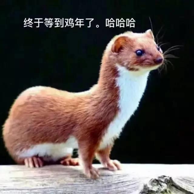 黄鼠狼:凭啥要我拜年?你们连我的照片都搞错