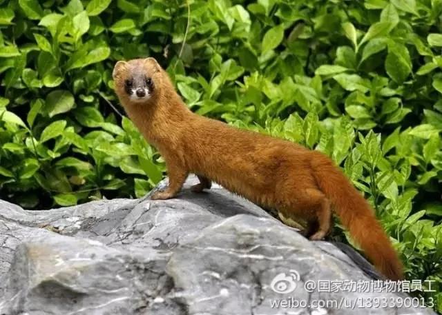 黄鼠狼:凭啥要我拜年?你们连我的照片都搞错