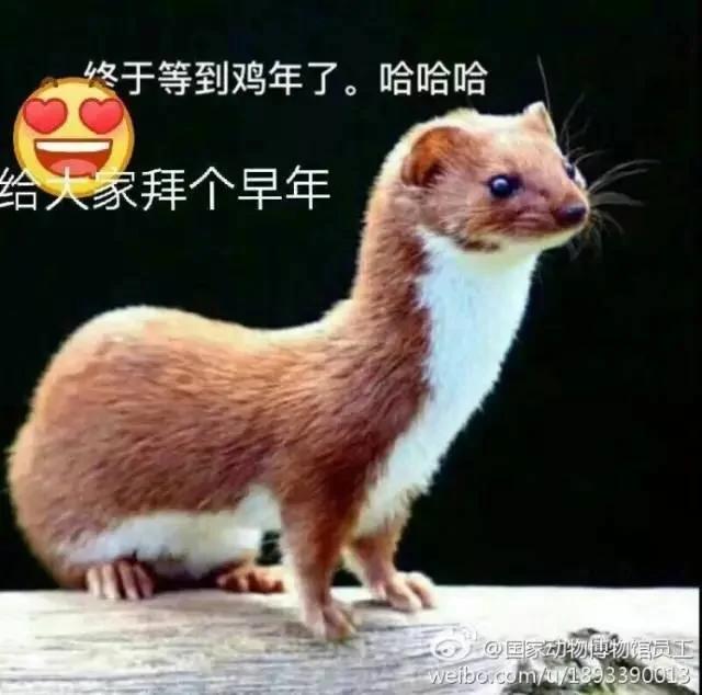 黄鼠狼:凭啥要我拜年?你们连我的照片都搞错