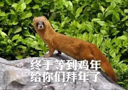 黄鼠狼:凭啥要我拜年?你们连我的照片都搞错