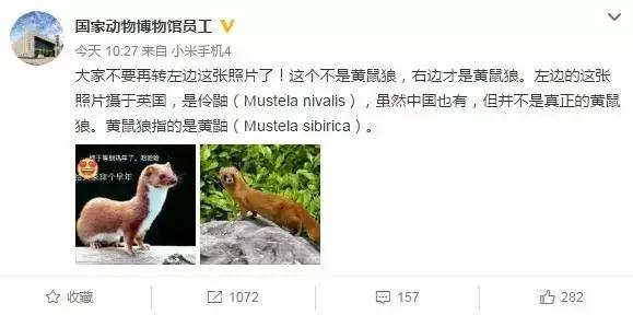 黄鼠狼:凭啥要我拜年?你们连我的照片都搞错