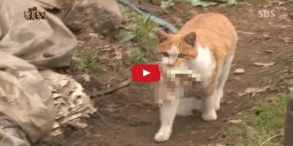 大婶帮附近的猫准备粮食和小窝!结果感动的猫星人居然这样“回报”她…!