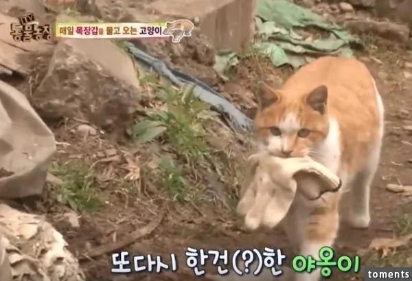 大婶帮附近的猫准备粮食和小窝!结果感动的猫星人居然这样“回报”她…!