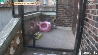大婶帮附近的猫准备粮食和小窝!结果感动的猫星人居然这样“回报”她…!