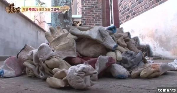 大婶帮附近的猫准备粮食和小窝!结果感动的猫星人居然这样“回报”她…!