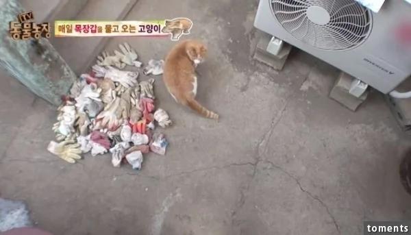 大婶帮附近的猫准备粮食和小窝!结果感动的猫星人居然这样“回报”她…!