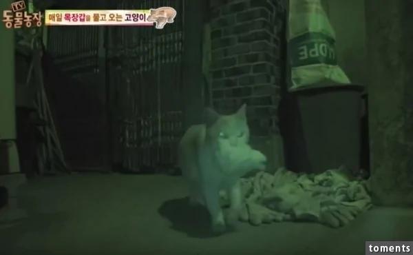 大婶帮附近的猫准备粮食和小窝!结果感动的猫星人居然这样“回报”她…!