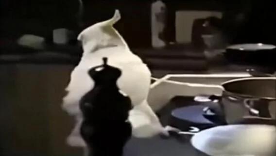 鹦鹉竟对哈士奇做出"这举动" 让主人瞬间只想哭晕!