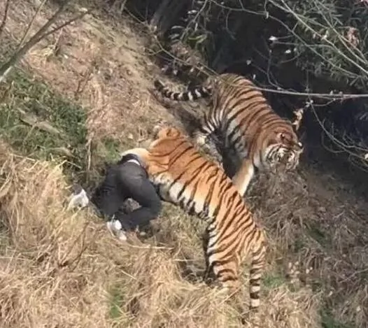微博上有網友發布了一條消息。稱在動物園玩耍時，有遊客被老虎咬了。地點顯示在寧波雅戈爾動物園（微信公眾號焦點）