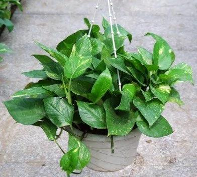 2017年你的生肖养“它”最旺财运!