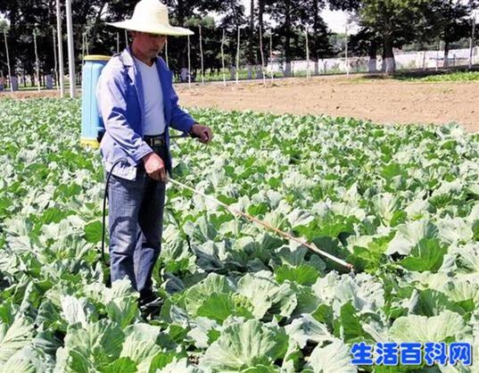 长得越丑的蔬菜水果更安全更好吃吗?