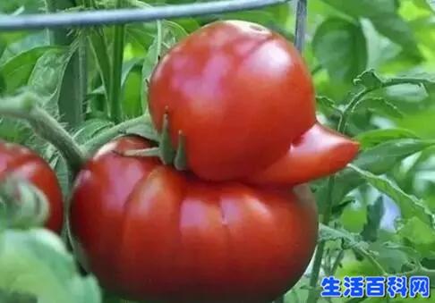 长得越丑的蔬菜水果更安全更好吃吗?