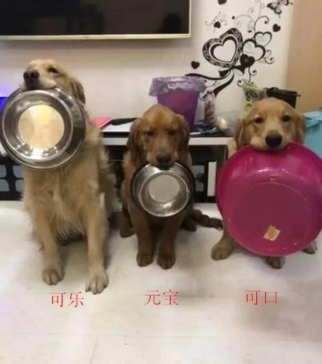 狗狗们各自拿饭碗等待吃饭 结果右边狗狗却拿了个洗澡盆 让人笑喷!