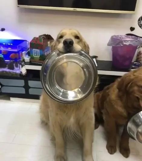 狗狗们各自拿饭碗等待吃饭 结果右边狗狗却拿了个洗澡盆 让人笑喷!