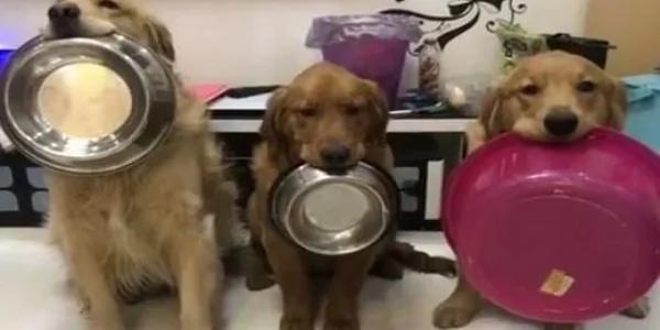 狗狗们各自拿饭碗等待吃饭 结果右边狗狗却拿了个洗澡盆 让人笑喷!
