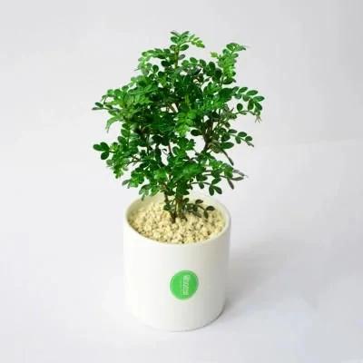 能驱蚊的小绿植 如果你家有一盆 再也不怕有蚊子了!!!