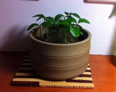过年吃这5种水果 吃完核别扔了 种起来很快就成了漂亮的盆栽