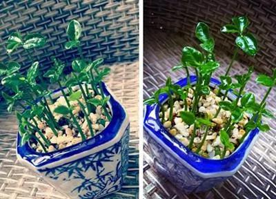 过年吃这5种水果 吃完核别扔了 种起来很快就成了漂亮的盆栽